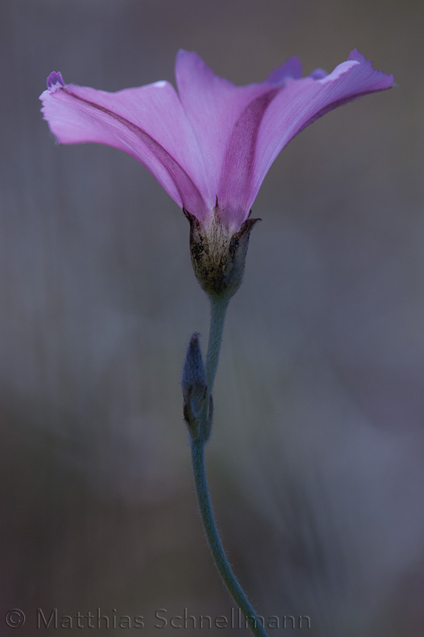 bindweed, Alonnisos, Greece