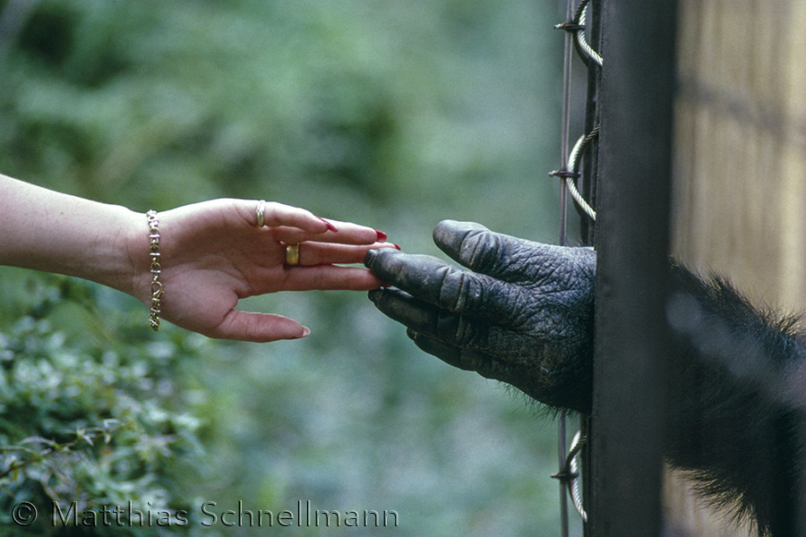 Hands
