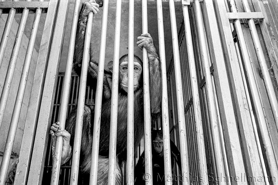 Circus chimpanzee