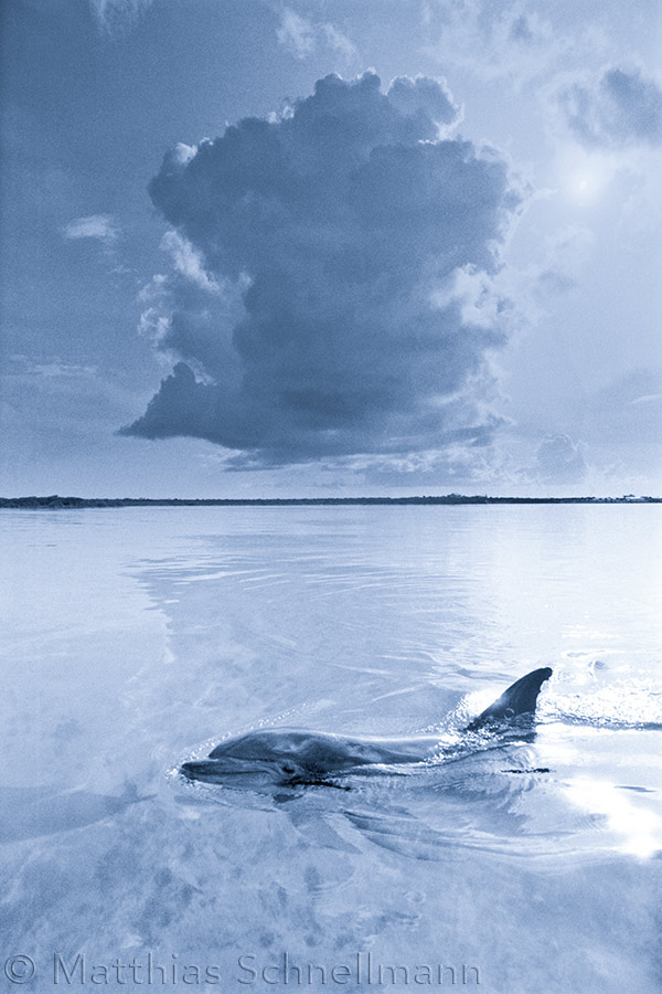 Bottlenose dolphin, Tursiops truncatus