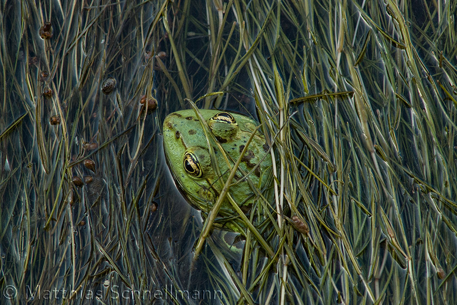 Marsh frog, Rana ridibunda