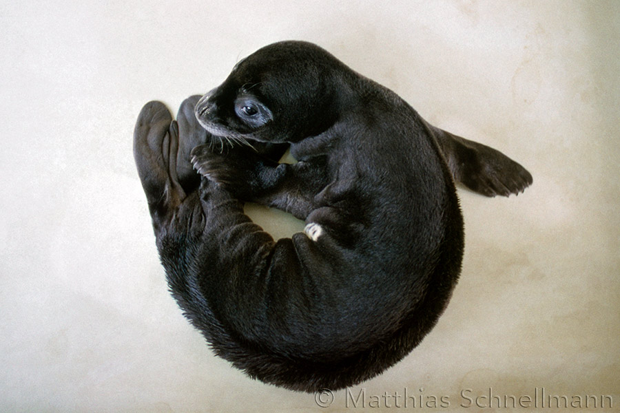 Mediterranean monk seal pup in the rehabilitation station run by the Greek NGO MOm